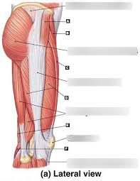 Deigram of outside leg muscles. Lateral Thigh Muscles Diagram Quizlet