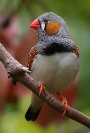 Finch Very Small Birds Of South Africa Zebra Finch Pet Birds Finches Bird Beautiful Birds