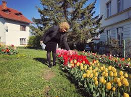 3 camere,zona gradina botanica,90 mp,mobilat. Foto Spectaculos 30 000 De Lalele ColoreazÄƒ GrÄƒdina BotanicÄƒ Din Cluj Ebs Radio