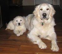 A white golden retriever, also known as an english cream golden retriever, is the perfect addition to any size family. Golden Retriever Puppies For Sale In Nebraska Golden Retriever Breeders And Information