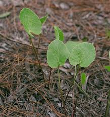 Image result for Centella glabrata
