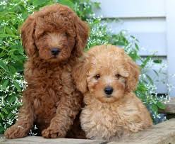 Find free puppies near me, adopt a puppy, buy puppies direct from kennel breeders and puppy owners in chad. Schnoodle Puppies For Sale Puppy Adoption Keystone Puppies