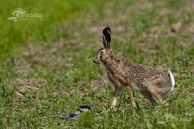 Bunny iepure îndreptat jos ilustrare drăguţ. Iepure De Camp Lepus Europaeus
