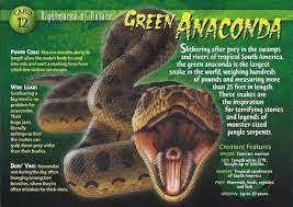 Green Anaconda Green Anaconda Anaconda Anaconda Snake