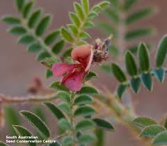 Image result for Indigofera colutea