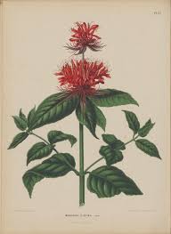 Image result for Monarda didyma