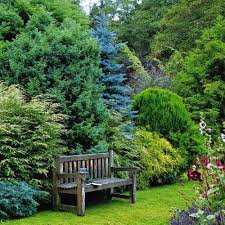 The Garden Conifer Gardens Conifers Garden Privacy Landscaping Backyard Landscaping