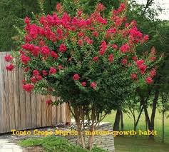 Crape Myrtle Tonto Size 1