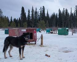 Animalerie chien niche, chenil, enclos et parc pour chien chenil, enclos et parc pour chien topdeal, offrez sûreté, sécurité et confort à votre chiot avec ce chenil d'extérieur. Traineau Du Destin Un Chenil Pour Le Confort Des Chiens Actualite Chien Santevet