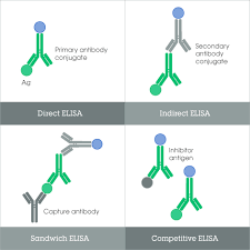Elisa is a finnish market leader in telecommunications and digital services. Elisa Basic Principles And Types Of Elisa Assay Abcam