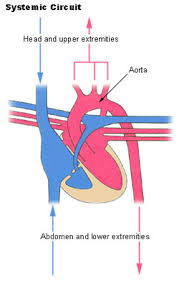 Blood carried by arteries is usually highly oxygenated, having just left the lungs on its. Seer Training Circulatory Pathways