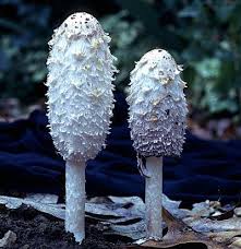 Check spelling or type a new query. Coprinus Comatus The Shaggy Mane Tom Volk S Fungus Of The Month For May 2004