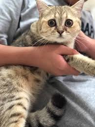 Hm my left eye is reddish. Weh Taik Mata Ang Niii Bsh Golden Sis Leen Facebook