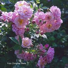 Rosendorf Steinfurth 04 Mehltau Rosen Kletterrosen Rosengarten