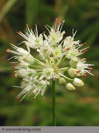 Image result for Alliaceae