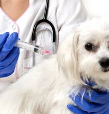 Lisateavet the pet doctors of sherman oaks kohta leiate veebisaidilt www.thepetdrs.com. Beverly Oaks Animal Hospital Veterinarian In Sherman Oaks Ca