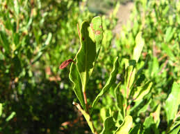 Image result for Euclea undulata