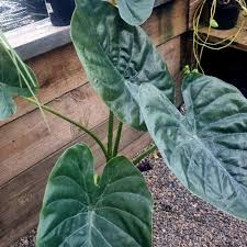 Image result for Prismatocarpus cordifolius