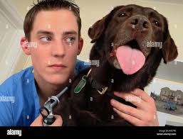 Trainee veterinary nurse, Jamie Burt with vet Maria Lowe at Viking  Veterinary Surgeons, Bristol Stock Photo