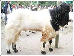  5 Foto Kambing Terbesar Di Dunia Untuk Dipotong Kurban Kambing Gambar Dunia