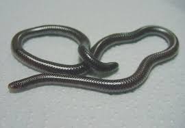 Black And White Striped Lizard Arizona Arizona Blind Snakes Leptotyphlops H Humilis Snake Reptiles Sonoran Desert