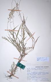 Image result for Dinebra