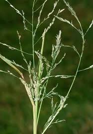 Image result for Eragrostis macrochlamys