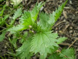 Image result for Urtica urens