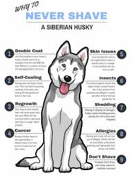  Important Information About The Dangers Of Shaving A Double Coated Dog Anak Anjing Siberian Husky Anjing Husky Anak Anjing Husky