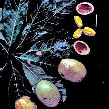 Image result for Terminalia tricristata