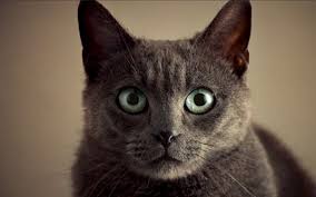 Whether pâté, cuts, or chunks, the food is easy to chew and eat. Sheba Explains What Cats Want 06 30 2016