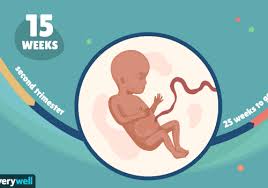 Learn how far along you are in your pregnancy and estimated due date with the first response pregnancy calculator. 15 Weeks Pregnant Baby Development Symptoms And More