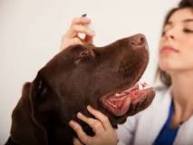 Image result