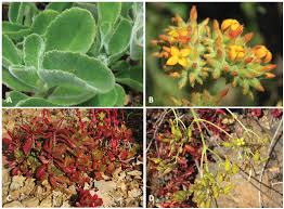Image result for Kalanchoe lateritia