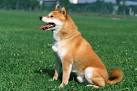 How much are shiba inu puppies
