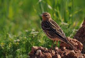 Burung Apung Kijang Burung Masteran Yang Bersuara Nyaring Jalak Burung