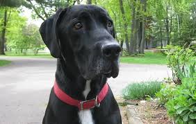 We did not find results for: Benadryl For Dogs During Fireworks Does It Work Thatmutt Com