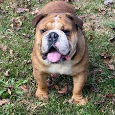 Our beautiful french bulldogs and english bulldogs are raised in the house with lots of attention, love and socialization. English Bulldog Puppies Puppychase Kennels