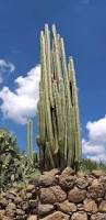 Image result for Lophocereus marginatus