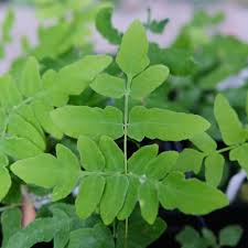 Image result for Osmunda regalis