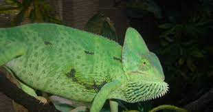 Pin On Chameleon