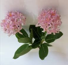 Image result for Heinsenia