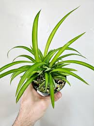 Image result for Chlorophytum silvaticum