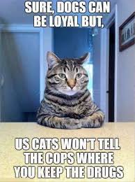 Cats live everyday like it's saturday. Your Caturday Will Get So Much Better With These Cat Memes Laptrinhx News