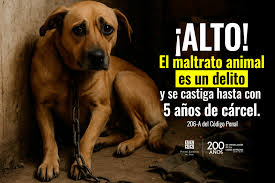El maltrato animal no es un hecho aislado, 𝗲𝘀 𝘂𝗻 𝗱𝗲𝗹𝗶𝘁𝗼 𝗾𝘂𝗲  𝗿𝗲𝗳𝗹𝗲𝗷𝗮 𝗹𝗼 𝗽𝗲𝗼𝗿 𝗱𝗲 𝗻𝘂𝗲𝘀𝘁𝗿𝗮 𝘀𝗼𝗰𝗶𝗲𝗱𝗮𝗱.  ¡Denunciar es un deber, no una opción! ✋