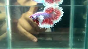 Jenis ikan cupang selanjutnya dinamakan dengan cupang big ear atau dikenal dengan cupang dumbo. Hello Halfmoon Dumbo Ear Betta Fish Ikan Cupang Youtube