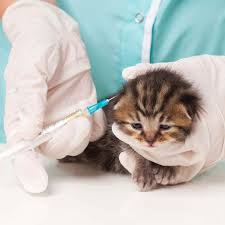 Pet vaccines help protect your dog or cat from contagious diseases, many of which can cause serious illness or death. How Do Cats Get Rabies Catster