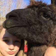 Chloe Coffman (@llama_llover_46)