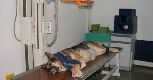 You could record your own dog's barking sound and the bark box can store the sample, cooperating with ai tech, it filters irrelevant noises such as chatting, door shutting and enhanced the accuracy of detecting your dog's voiceprint to prevent false triggers. Buy An Ultrasound And A Radiographer For The Animals Sign And Share This Petition Now Pet Signs Animals Radiographer