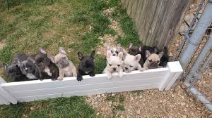 French bulldog puppies for adoption in va. Brick House Bulldogs French Bulldog Puppies Winchester Virginia